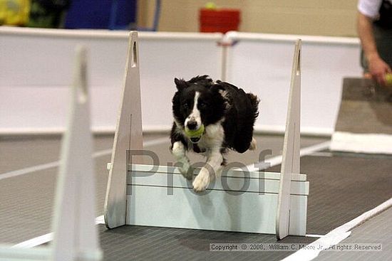 Dawg Derby Flyball Tournement<br />July 13<br />Classic Center<br />Athens, Ga