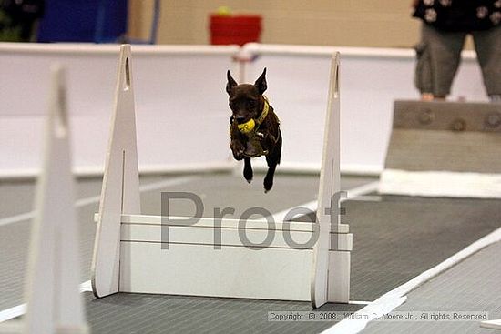 Dawg Derby Flyball Tournement<br />July 13<br />Classic Center<br />Athens, Ga