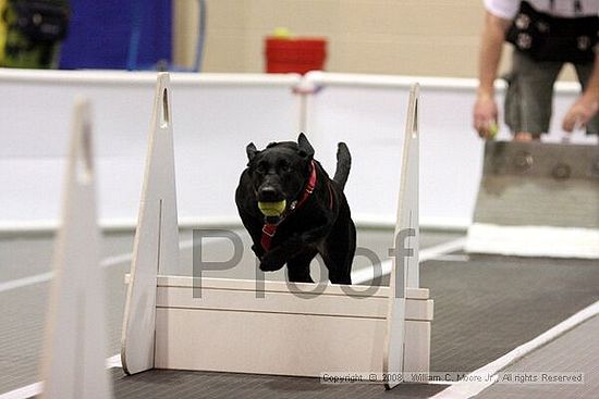 Dawg Derby Flyball Tournement<br />July 13<br />Classic Center<br />Athens, Ga