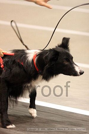 Dawg Derby Flyball Tournement<br />July 13<br />Classic Center<br />Athens, Ga