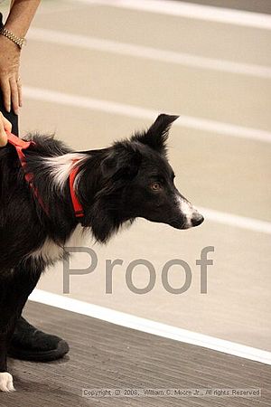 Dawg Derby Flyball Tournement<br />July 13<br />Classic Center<br />Athens, Ga