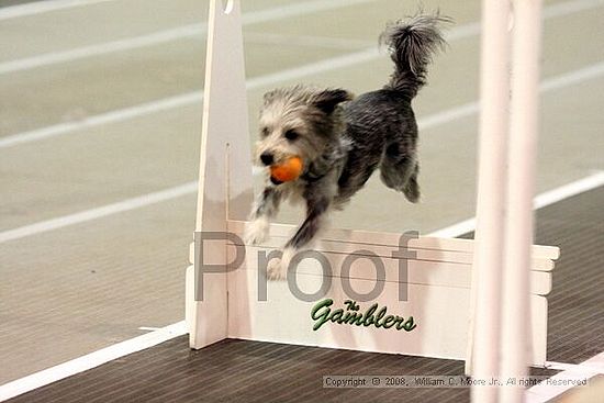 Dawg Derby Flyball Tournement<br />July 13<br />Classic Center<br />Athens, Ga