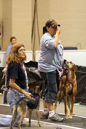 Dawg Derby Flyball Tournement<br />July 13<br />Classic Center<br />Athens, Ga