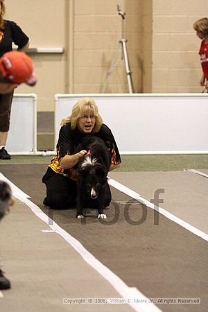 Dawg Derby Flyball Tournement<br />July 13<br />Classic Center<br />Athens, Ga