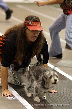 Dawg Derby Flyball Tournement<br />July 13<br />Classic Center<br />Athens, Ga