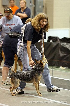 Dawg Derby Flyball Tournement<br />July 13<br />Classic Center<br />Athens, Ga