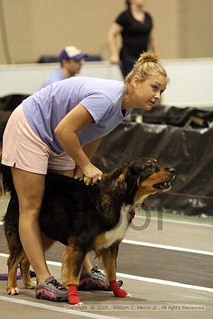 Dawg Derby Flyball Tournement<br />July 13<br />Classic Center<br />Athens, Ga