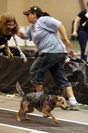 Dawg Derby Flyball Tournement<br />July 13<br />Classic Center<br />Athens, Ga