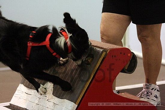 Dawg Derby Flyball Tournement<br />July 13<br />Classic Center<br />Athens, Ga