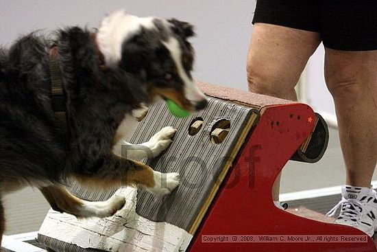 Dawg Derby Flyball Tournement<br />July 13<br />Classic Center<br />Athens, Ga