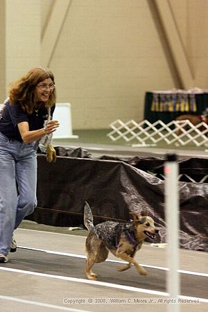 Dawg Derby Flyball Tournement<br />July 13<br />Classic Center<br />Athens, Ga