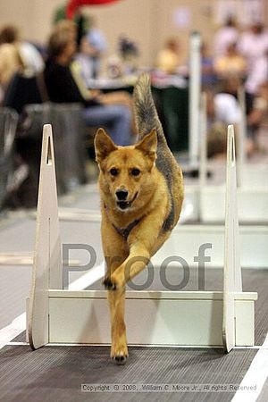 Dawg Derby Flyball Tournement<br />July 13<br />Classic Center<br />Athens, Ga