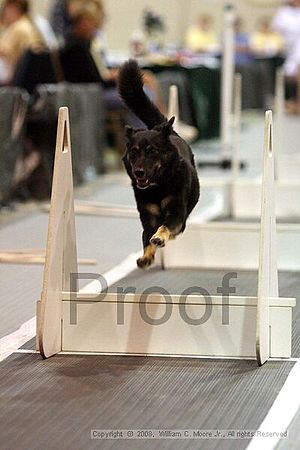 Dawg Derby Flyball Tournement<br />July 13<br />Classic Center<br />Athens, Ga