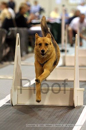 Dawg Derby Flyball Tournement<br />July 13<br />Classic Center<br />Athens, Ga