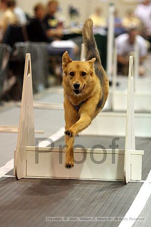 Dawg Derby Flyball Tournement<br />July 13<br />Classic Center<br />Athens, Ga