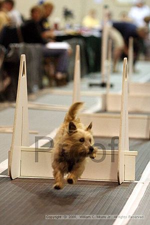 Dawg Derby Flyball Tournement<br />July 13<br />Classic Center<br />Athens, Ga