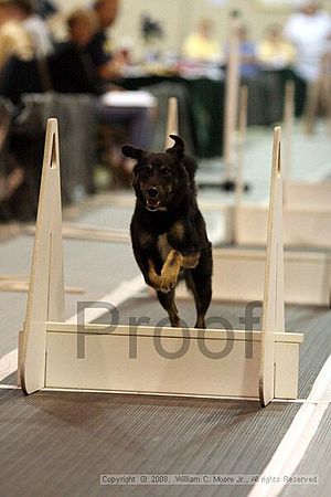 Dawg Derby Flyball Tournement<br />July 13<br />Classic Center<br />Athens, Ga