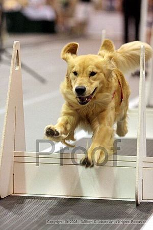 Dawg Derby Flyball Tournement<br />July 13<br />Classic Center<br />Athens, Ga