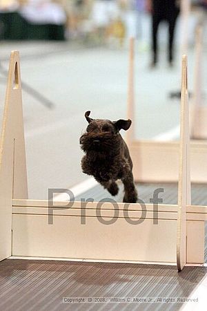 Dawg Derby Flyball Tournement<br />July 13<br />Classic Center<br />Athens, Ga
