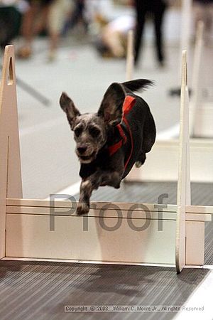 Dawg Derby Flyball Tournement<br />July 13<br />Classic Center<br />Athens, Ga