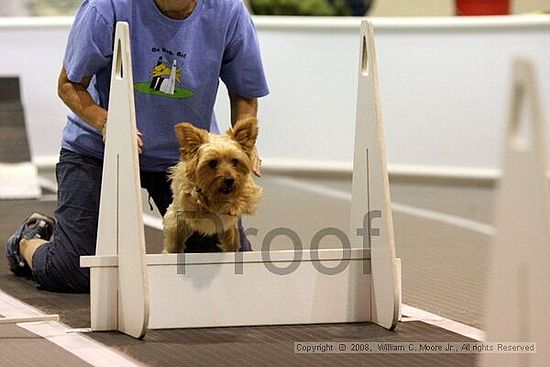 Dawg Derby Flyball Tournement<br />July 13<br />Classic Center<br />Athens, Ga
