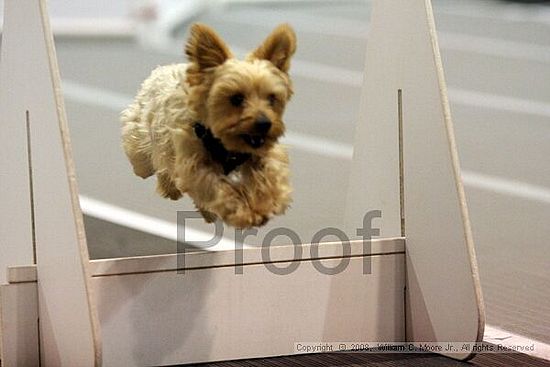 Dawg Derby Flyball Tournement<br />July 13<br />Classic Center<br />Athens, Ga