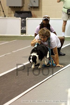 Dawg Derby Flyball Tournement<br />July 13<br />Classic Center<br />Athens, Ga