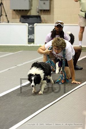 Dawg Derby Flyball Tournement<br />July 13<br />Classic Center<br />Athens, Ga