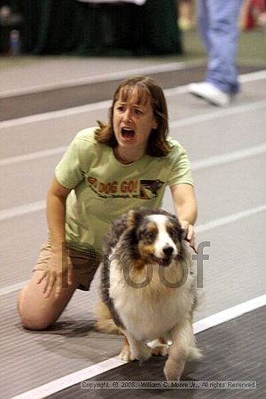 Dawg Derby Flyball Tournement<br />July 13<br />Classic Center<br />Athens, Ga