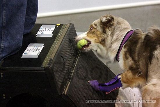 Dawg Derby Flyball Tournement<br />July 13<br />Classic Center<br />Athens, Ga