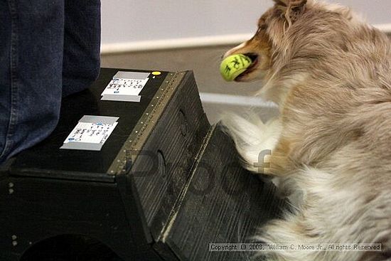 Dawg Derby Flyball Tournement<br />July 13<br />Classic Center<br />Athens, Ga