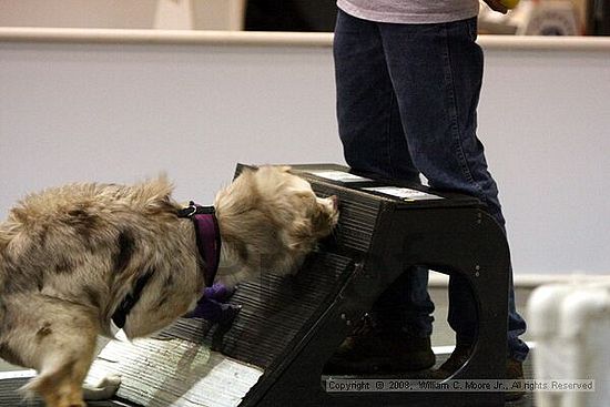 Dawg Derby Flyball Tournement<br />July 13<br />Classic Center<br />Athens, Ga