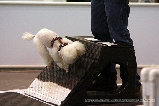Dawg Derby Flyball Tournement<br />July 13<br />Classic Center<br />Athens, Ga