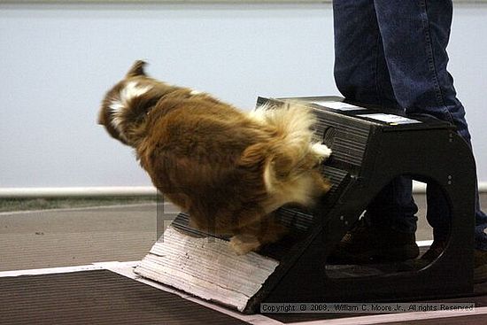 Dawg Derby Flyball Tournement<br />July 13<br />Classic Center<br />Athens, Ga