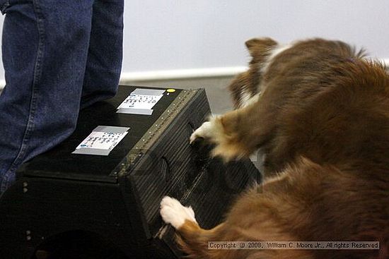 Dawg Derby Flyball Tournement<br />July 13<br />Classic Center<br />Athens, Ga