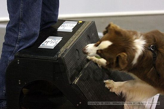 Dawg Derby Flyball Tournement<br />July 13<br />Classic Center<br />Athens, Ga
