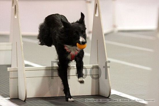 Dawg Derby Flyball Tournement<br />July 13<br />Classic Center<br />Athens, Ga