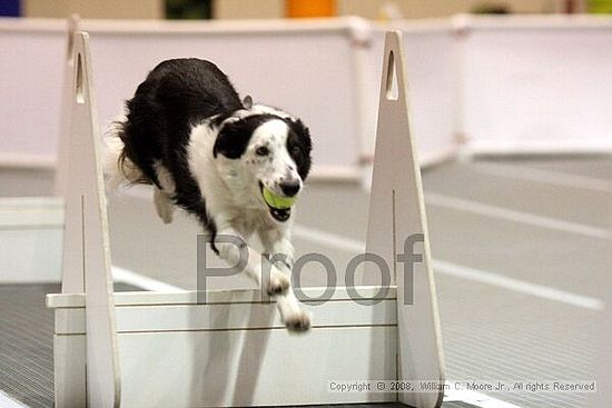 Dawg Derby Flyball Tournement<br />July 13<br />Classic Center<br />Athens, Ga