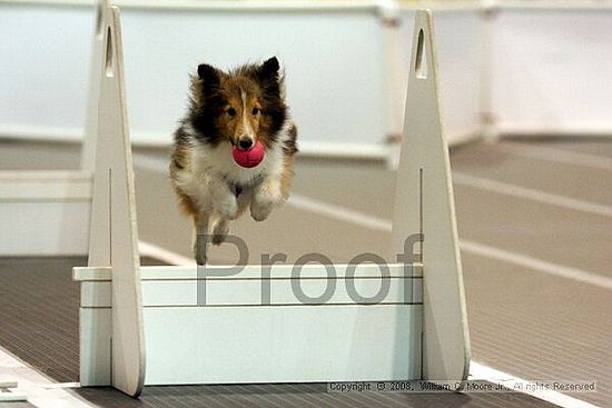 Dawg Derby Flyball Tournement<br />July 13<br />Classic Center<br />Athens, Ga