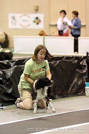 Dawg Derby Flyball Tournement<br />July 13<br />Classic Center<br />Athens, Ga