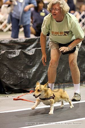 Dawg Derby Flyball Tournement<br />July 13<br />Classic Center<br />Athens, Ga
