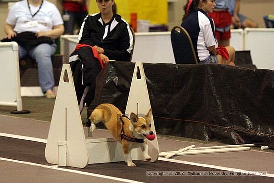 Dawg Derby Flyball Tournement<br />July 13<br />Classic Center<br />Athens, Ga
