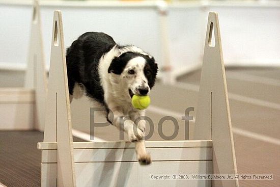 Dawg Derby Flyball Tournement<br />July 13<br />Classic Center<br />Athens, Ga