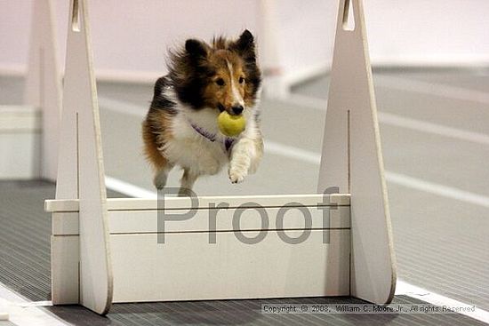 Dawg Derby Flyball Tournement<br />July 13<br />Classic Center<br />Athens, Ga