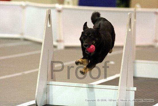 Dawg Derby Flyball Tournement<br />July 13<br />Classic Center<br />Athens, Ga