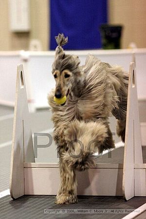 Dawg Derby Flyball Tournement<br />July 13<br />Classic Center<br />Athens, Ga