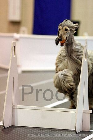 Dawg Derby Flyball Tournement<br />July 13<br />Classic Center<br />Athens, Ga