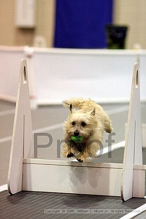 Dawg Derby Flyball Tournement<br />July 13<br />Classic Center<br />Athens, Ga