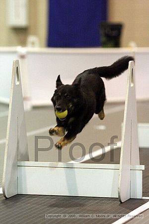 Dawg Derby Flyball Tournement<br />July 13<br />Classic Center<br />Athens, Ga