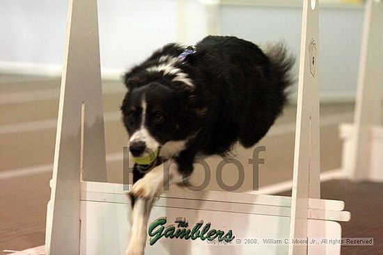 Dawg Derby Flyball Tournement<br />July 13<br />Classic Center<br />Athens, Ga
